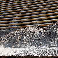 Reparatur des Reeddaches eines alten Bauernhauses in Schleswig-Holstein