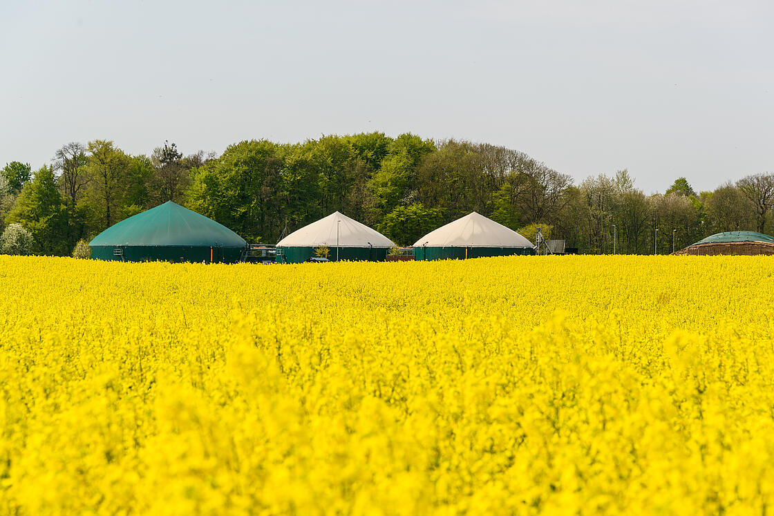 Biogasanlage in mitten eines Rapsfeldes in Schleswig-Holstein.