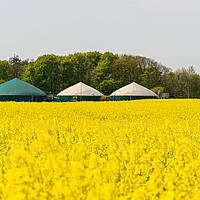 Biogasanlage in mitten eines Rapsfeldes  in Schleswig-Holstein.